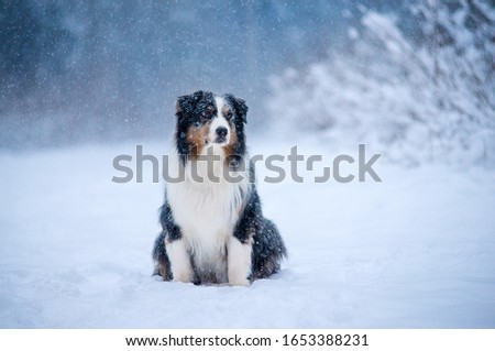 Winter forest, Blizzard, snowfall, high snowdrifts and a dog breed Australian shepherd, Aussie, sits beautifully on a snow path surrounded by snow trees