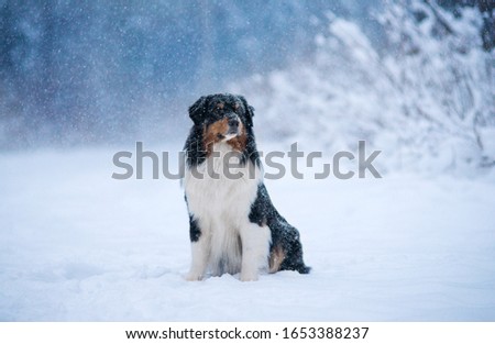 Winter forest, Blizzard, snowfall, high snowdrifts and a dog breed Australian shepherd, Aussie, sits beautifully on a snow path surrounded by snow trees