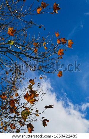 Autumn Maple Leaves Melbourne, Australia