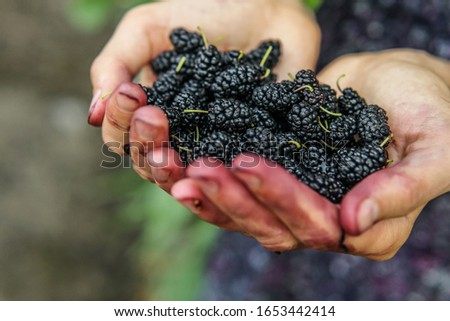 Mulberry in woman hands over green natural background. Woman is showing of fresh picked berries in her hands, and hands are dirty from juicy ones