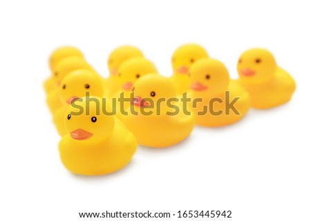 Cute yellow rubber ducklings toys on white isolated background, loving ducklings for design or project