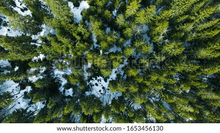 Drone shot of forest in Czech republic in winter
