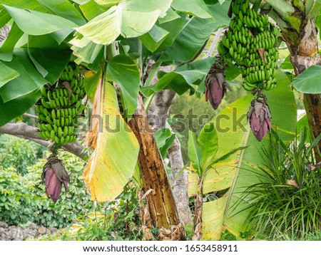 Wild banana with flowers and stem growing in reverse direction.