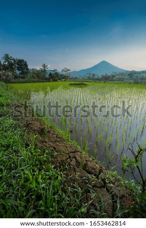 traditional agriculture terraced rice field