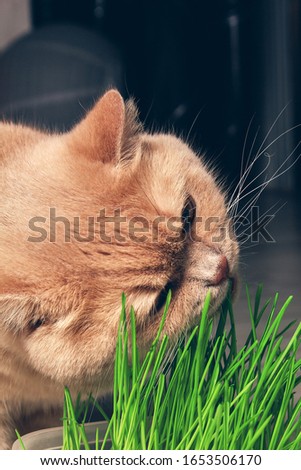 Red cat eating green grass on a dark background. close up