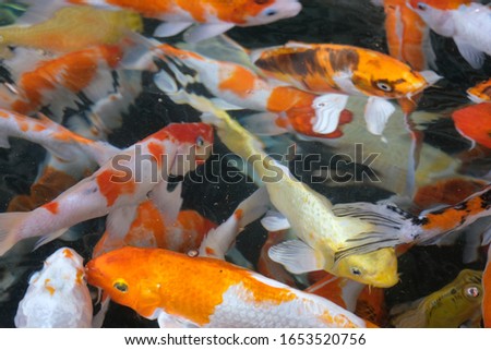  Fancy carp beautiful colour in pond Fresh water