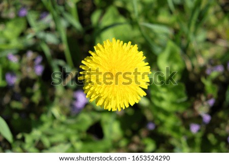 A large and beautiful dandelion flower. One yellow flower.