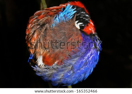 Blue-headed Pitta (Hydrornis baudii) is a species of bird in the pitta family Pittidae. It is endemic to Borneo. Here one sleeps at night in the rain forest of Danum Valley, Sabah, Malaysia, Borneo. Royalty-Free Stock Photo #165352466