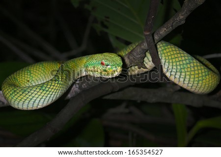 Venomous Wagler's Green Tree Pit Viper (Tropidolaemus wagleri) looks at camera with bright red eyes in Borneo jungle. AKA Temple Viper because of abundance around Temple of the Azure Cloud in Malaysia