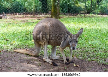 Kangaroo  sitting in a park. 
Queensland. Australia