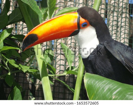 beautiful toucan bird at buenos aires zoo, argentina