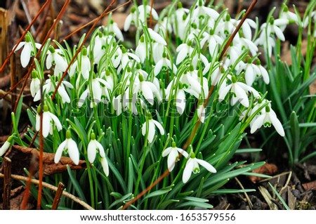 Early bloomers in the garden; snowdrops as the first flower after winter; spring comes. Snowfall spring spring flowers. The delicate snowflake is one of the spring symbols that tell us that winter is 