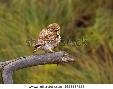 The little owl bird was shot in the Sultanate of Oman