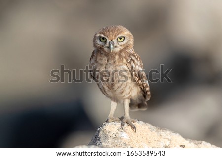 The little owl bird was shot in the Sultanate of Oman