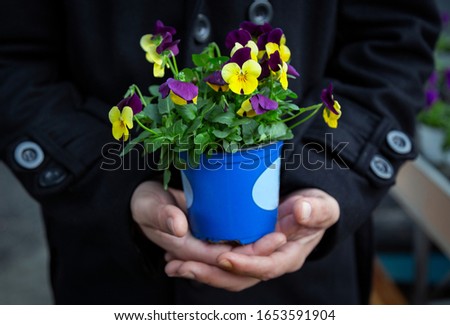 Pansy flower seedlings growing in pot in a greenhouse on sale or nursery or plant shop, flower pot in man hands.