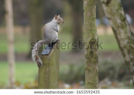 A squirrel on a bench in St. James's Park, London (UK)