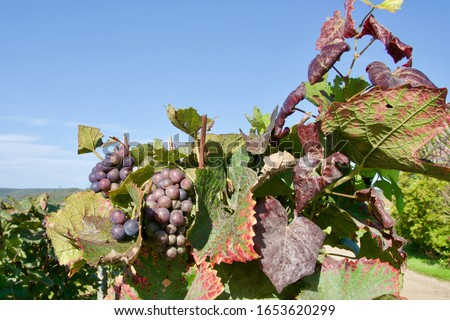 Close-up of red wine grapes under a blue sky