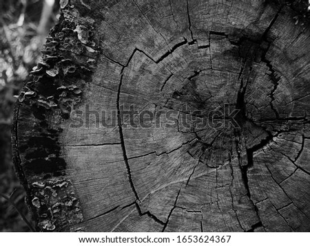 Closeup shot of black and white tree stump cross-section