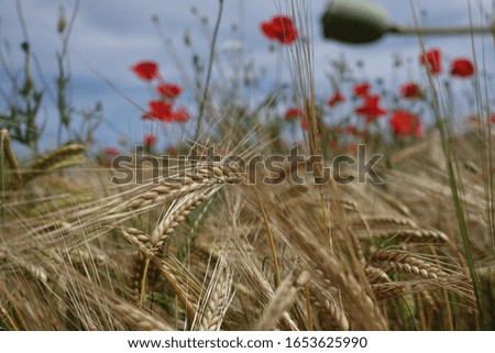 A beautiful poppy wheat field on a summer day with natural colors.