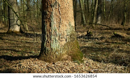 Bark beetle pest deciduous oak forests European infested drought dry attacked Xyleborus monographus ambrosia, Scolytus intricatus and Platypus cylindrus oak pinhole borer, larvae burrow