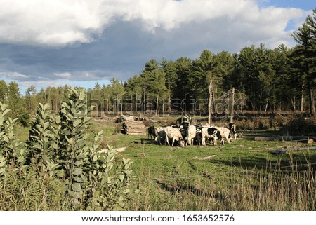 Cows Grazing Field  By Tractor in open Field Medium Shot