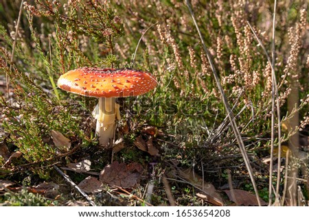 Toadstool in beautiful nature in October in Germany