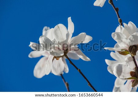 A closeup of Magnolia blossom in the springtime.       Vancouver BC Canada    
