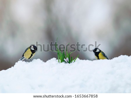 two tit birds walk on white snow in a spring Park next to lilac flowers risen snowdrops crocuses Royalty-Free Stock Photo #1653667858