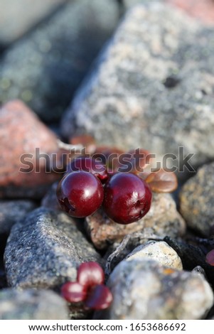 Close-up of ripe low-bush cranberries or lingonberries found growing between rocks near Arviat, Nunavut, Canada Royalty-Free Stock Photo #1653686692