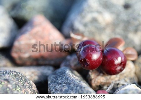 Close-up of ripe low-bush cranberries or lingonberries found growing between rocks near Arviat, Nunavut, Canada Royalty-Free Stock Photo #1653686695