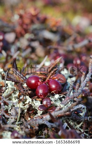Close-up of ripe low-bush cranberries or lingonberries found on the arctic tundra with leaves changing into fall colours, found near Arviat, Nunavut Royalty-Free Stock Photo #1653686698