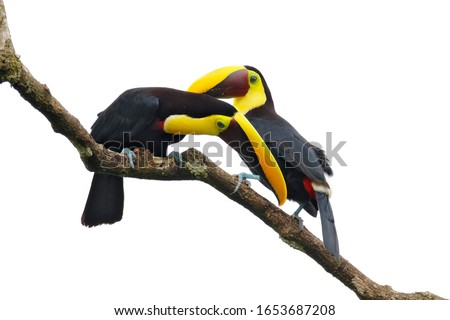 Bird love, pair of Chesnut-mandibled Toucans sitting on the branch in tropical rain, white background. Wildlife scene from nature with beautiful birds in courtship ceremony.