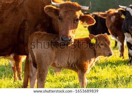 A herd of cows and a calf on a farm meadow during a summer day. Royalty-Free Stock Photo #1653689839