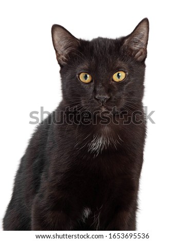 Closeup of pretty young black cat looking forward at camera 