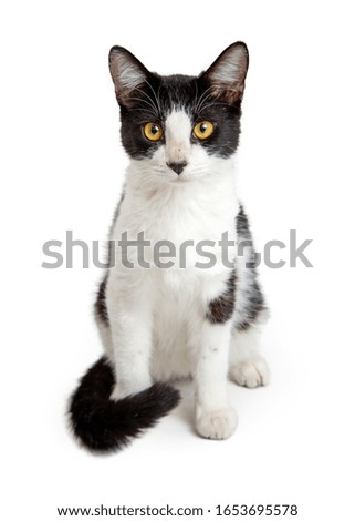 Pretty white cat with black markings sitting up tall on and looking forward