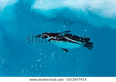 The penguin swims in the cool fresh blue water under the iceberg.