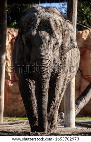 Cute Indian elephant walking. In the background, a stone wall and blue sky
