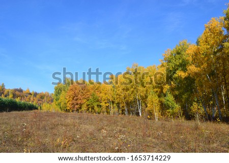 Golden trees in the forest in autumn