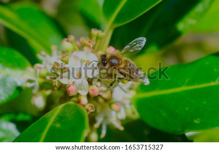 Honey bee looking for nectar on white flower