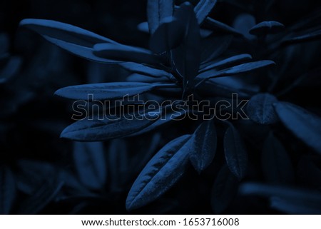 Classic pantone blue color background with exotic tropical plants.Macro close up of rare plant cultivated in botanic glasshouse.