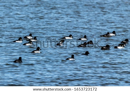 Flock of common goldeneye on lake Michigan. Natural scene from Wisconsin.