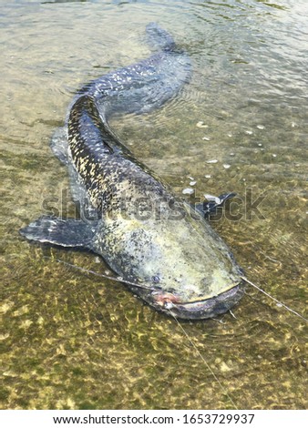 Big wels catfish silurus glanis closeup Royalty-Free Stock Photo #1653729937