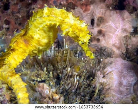 A Yellow Seahorse (Hippocampus kuda)
