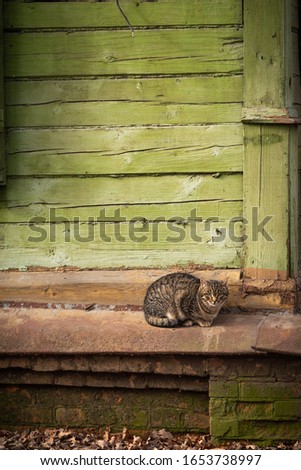 Village cat sits on the basement of a wooden house
