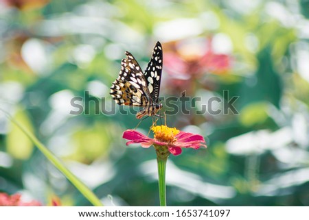 Fantasy tropical butterfly appearing in dreams