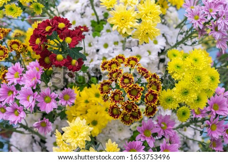 Chrysanthemum flowers, texture and background. Spring flowers of different colors of the rainbow. Beautiful wallpaper of fall chrysanthemum multiflora flowers. Top view
