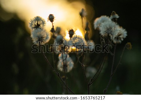 Close-up of silhouette of a blossoming dandelion against the setting sun
