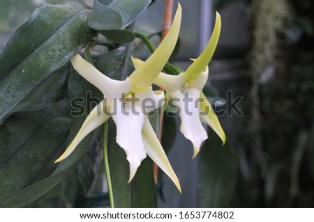 large inflorescences of a christmas orchid, angraecum sesquipedale, an epiphytic plant Royalty-Free Stock Photo #1653774802
