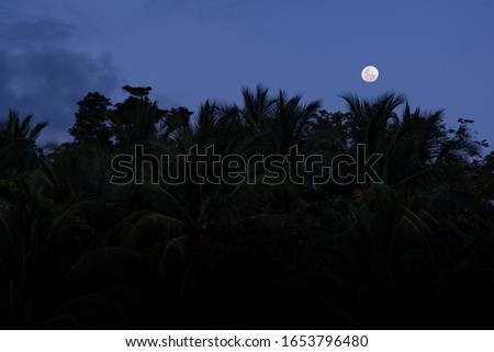 Moonrise over palm trees in Boca Chica, Panama