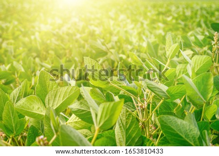 Rural landscape - field the soybean (Glycine max) in the rays summer sun, closeup